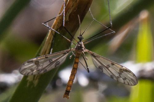 Réf. 300 224 : Idioptera pulchella